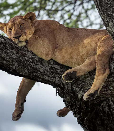 Tarangire National Park